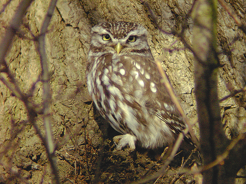 Little Owl